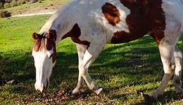 Indian Creek Ranch